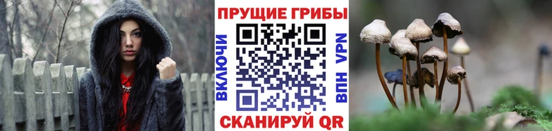 Галлюциногенные грибы Cubensis  ОМГ ОМГ онион  Лениногорск 